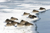 Canada Geese