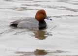 Redhead Duck (Male)