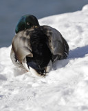 Mallard Snoozing