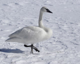 Trumpeter Swan
