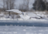 Gull Looking for Food