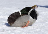 Mallard Preening
