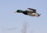 Mallard Flying