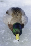 Mallard on Ice