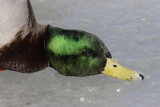 Mallard Close Up