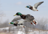 Flying Mallards