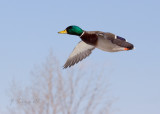 Flying Mallard
