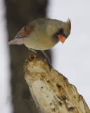 Cardinal (Female)
