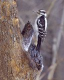 Hairy Woodpecker (Male)