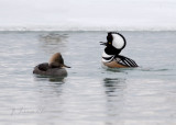 Male Hooded Merganser Displaying