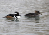Hooded Merganser Pair