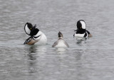 Hooded Merganser Displaying