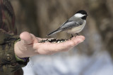 Black-capped Chickadee