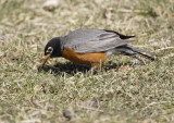 Robin Eating Worm