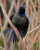 Great-tailed Grackle Displaying