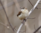 Carolina Wren