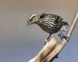 Red Wind Black Bird (Female)