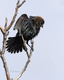Brown-headed Cow Bird