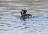 Horned Grebe