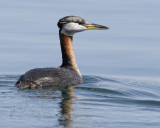 Red-necked Grebe