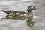 Wood Duck (male)