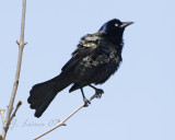Great-tailed Grackle
