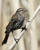 Red Wind Black Bird (Female)