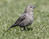 Brown-headed Cow Bird (Female)