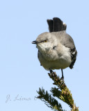 Mocking Bird
