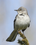 Mocking Bird