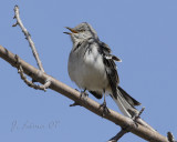 Mocking Bird