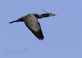 Double-crested Cormorant