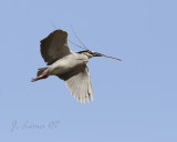 Black-Crowned Night Heron
