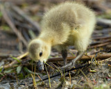 Canada Geese Gosling