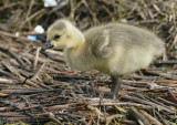 Canada Geese Gosling