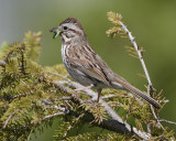 Song Sparrow