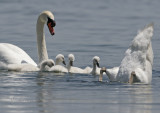 Mute Swan Family