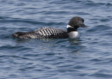 Commom Loon
