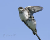 Tree Swallow Fledglings
