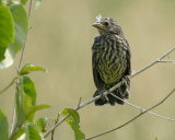 Redwing Blackbird Fledgling