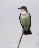 Eastern Kingbird