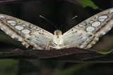 _MG_6504.jpg
