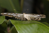 _MG_6523.jpg