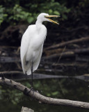Common Egret