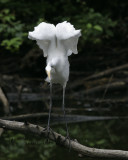 Common Egret