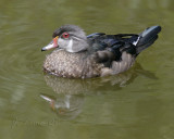 Male Juvenile Woodduck