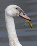 Mute Swan Cygnet