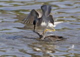 Yellow Legs Sandpiper