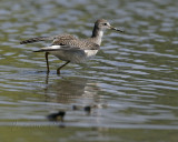 Yellow Legs Sandpiper