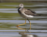 Yellow Legs Sandpiper